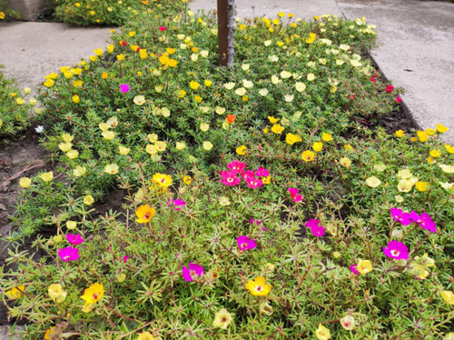portulaca plant in blossom.jpg