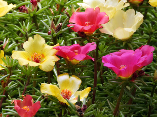 moss roses in blossom close up.jpg