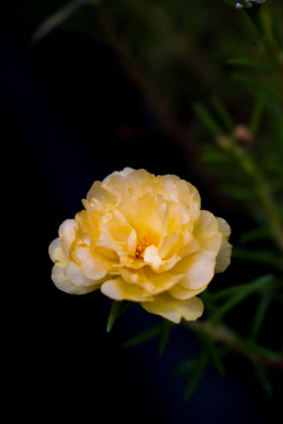 Flowers which have beautiful yellow colors, closeup, indonesia, outdoor,.jpg
