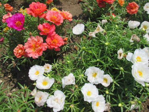 The stem spreads like crawling and continues to bloom while branching. It grows well not only in flo.jpg