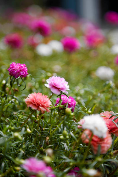 Portulaca oleracea LMulberry trunk, cauliflower Spreading to the soil, single flowers are colorful.jpg