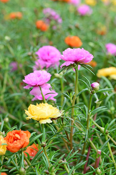 Colorful Common Purslane in garden.jpg