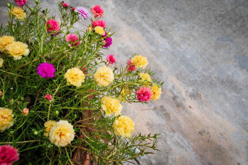 Colorful of portulaca oleracea with copy space..jpg