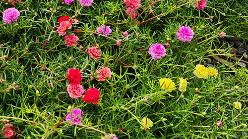 Colorful Purple Portulaca, Moss Rose, Sun Plant or Sun Rose flowers are blooming in the garden.jpg