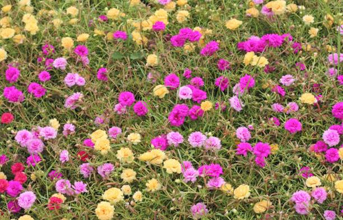 Common Purslane on the garden.jpg