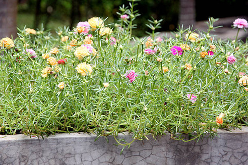 Common purslane flowers in the garden behind the house..jpg