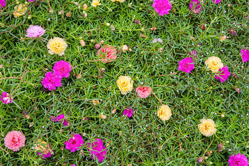 Common Purslane(Verdolaga, Pigweed, Little Hogweed, Pusley) in the garden.jpg