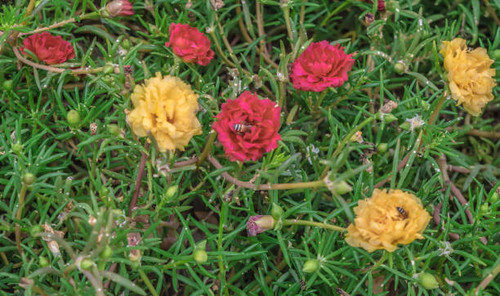 Common Purslane flower.Beautiful flowers in nature.jpg