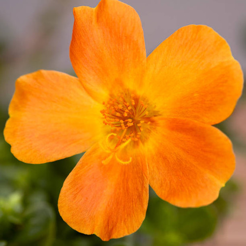 Orange flower and elegant pistil.jpg
