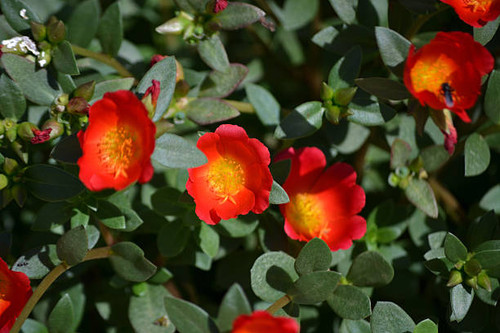 Orange and yellow leaves and flowers of the growing Purslane (Portulaca oleracea) grown in an organi.jpg