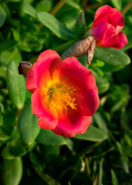 Red flower close-up.jpg