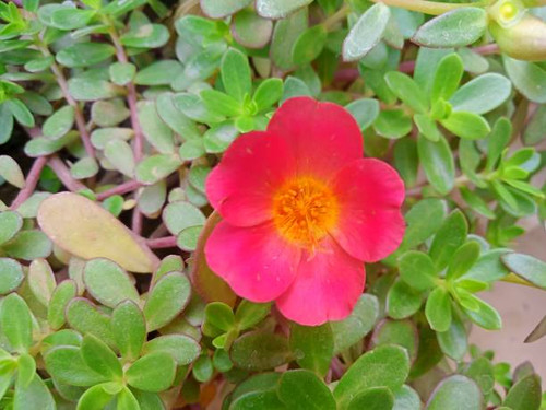 Pink colour flower.jpg