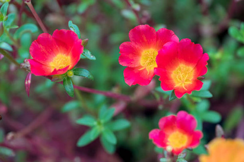 Flower in the garden called Common Purslane, Verdolaga, Pigweed, Little Hogweed, Portulaca, sun plan.jpg
