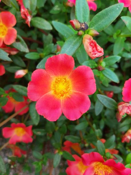 Red and yellow flower.jpg
