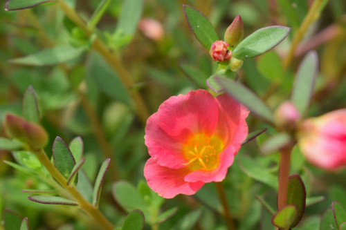 Pink color flower with yellow nectar blooming in the wild with a very blurry background.jpg