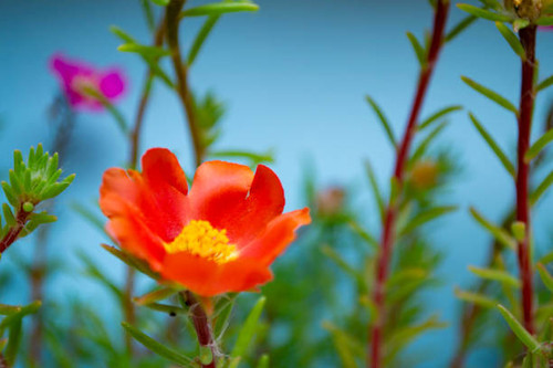 Red flower on blue background. Colorful macro photo shot..jpg