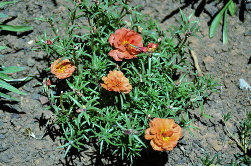 Portulaca grandiflora with flowers in garden on sunny day.jpg