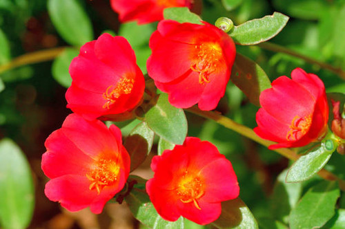 Portulaca ,which is also called Rose moss, Ten o'clock, Mexican rose, is beautiful flower which is p.jpg