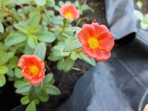 charming red moss-rose flower (portulaca grandiflora). blurred background.jpg