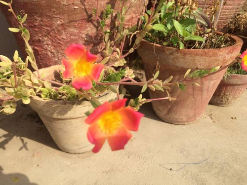 Flowering Plant in pot at daylight on terrace.jpg