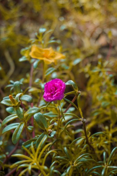Spring flowers in the flower garden. Summer background.jpg