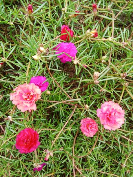 Purslane (Portulaca) is a genus of plants from the Portulacaceae family. Consists of various types, .jpg