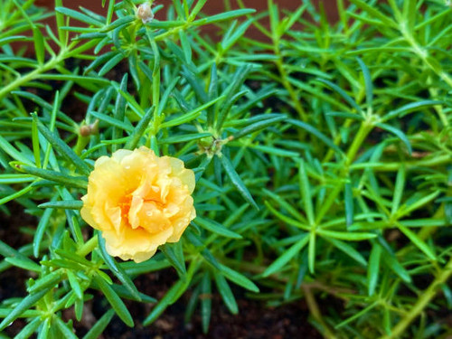 Close up Yellow Portulaca flower or Moss-rose purslane. (Scientific name Portulaca oleracea).jpg