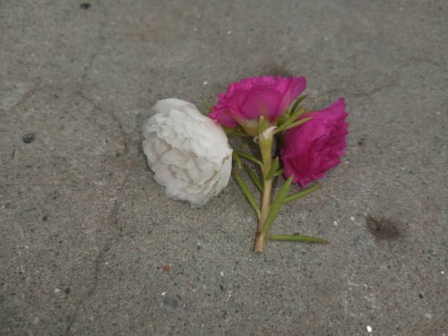 different color flowers.jpg