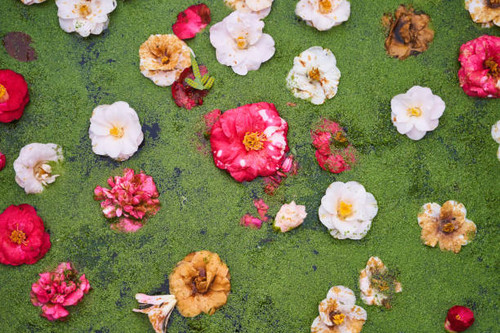 A collection of vibrant flowers gracefully drift on the lush green canvas of a meadow, creating a be.jpg