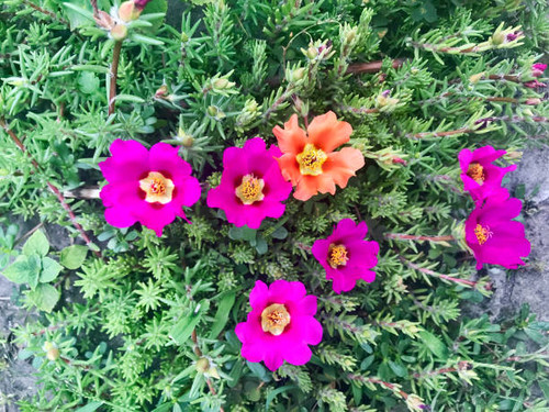 the Delicate flower bloom in the garden.jpg