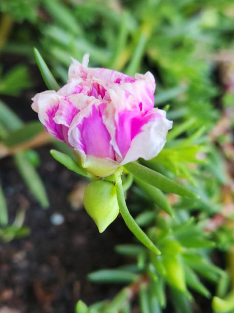 The double pink and white flower of Portulaca grandiflora showcases a charming combination of colors.jpg