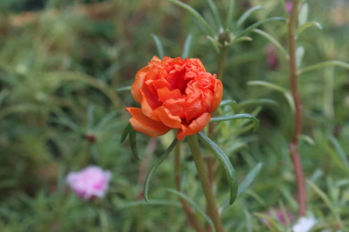 Rose water blossom on the garden.jpg