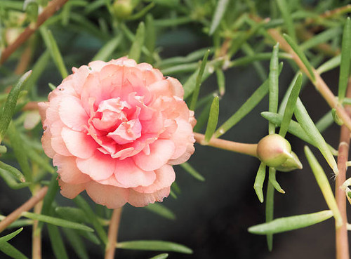 Pink portulaca grandiflora flower, Selective focus and close up with place your text.jpg