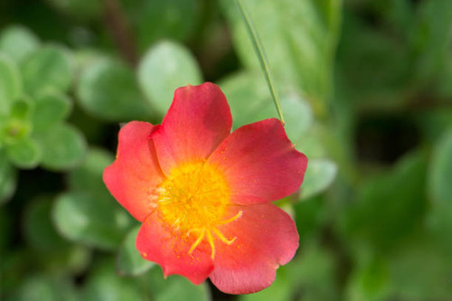 red flower blooming in the garden.jpg