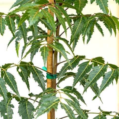 ugaloo neem live plant pack of 1.jpg