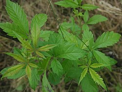 250px Vitex negundo leaves.jpg