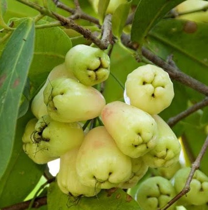 Green Java Apples.jpg