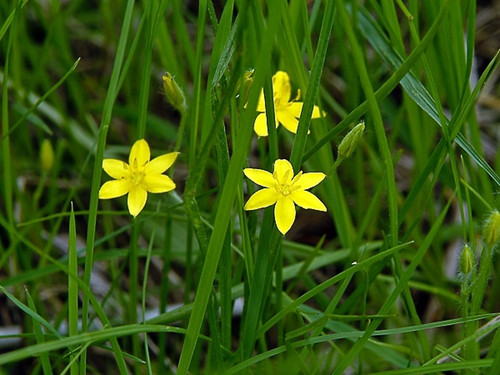 hypoxis hirsuta in pdrobot.jpg