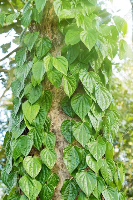 no perennial yes betel leaf magh (1).jpg