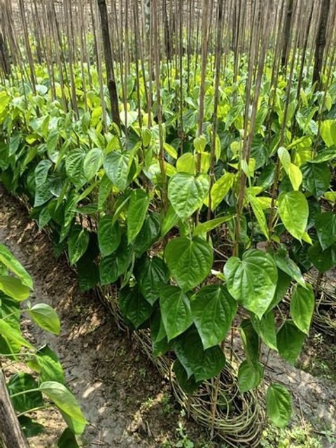 no perennial yes betel leaf pan.jpg