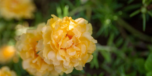 Flower soft focus with some sharp and natural blurred background. Bouquet of blue, purple, pink, whi.jpg