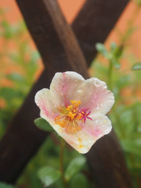 flower small in garden after rainy freshness.jpg