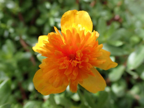 Flower Portulaca oleracea in the garden. colorful flower. Beautiful  flower Portulaca oleraceae..jpg