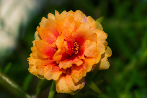 Flowers which have beautiful orange colors, closeup, indonesia, outdoor,.jpg