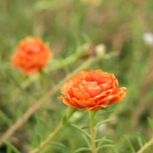 flowers in the meadow.jpg