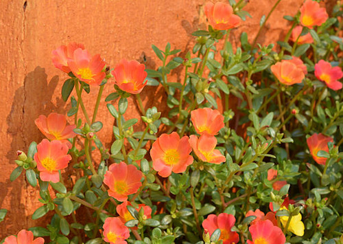 flowers background.jpg