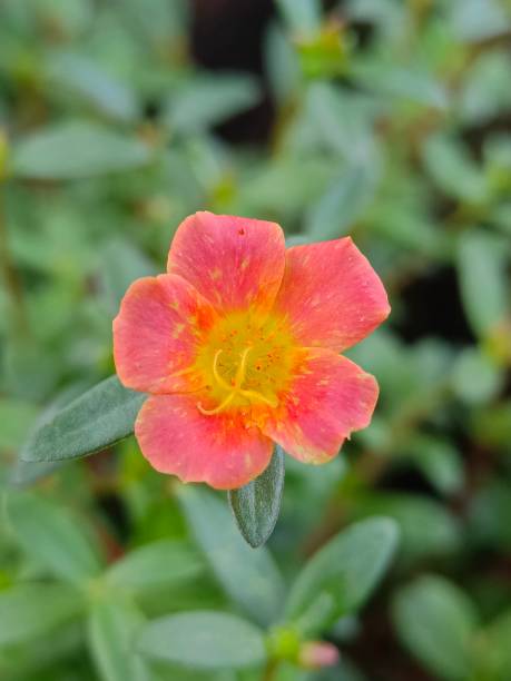 Selective focus of a Moss rose purslane or Japanese rose flower in the garden.jpg