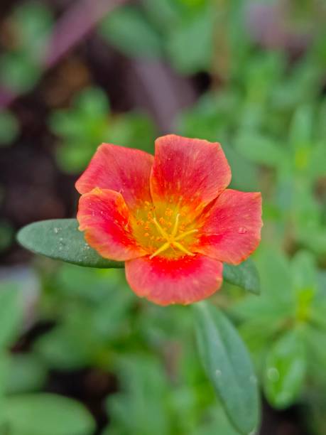 Selective focus of a red Moss-rose purslane or Japanese rose flower in the garden with blurry backgr.jpg