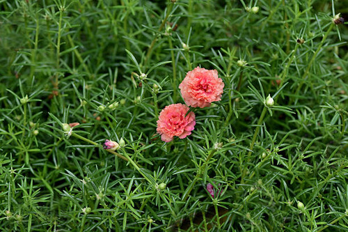 The vividly colored blooms in shade of orange grown as ground cover..jpg