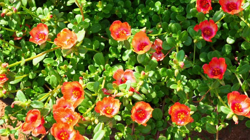 Many honey bees in Summer season landscape with beautiful flowers in the garden.jpg